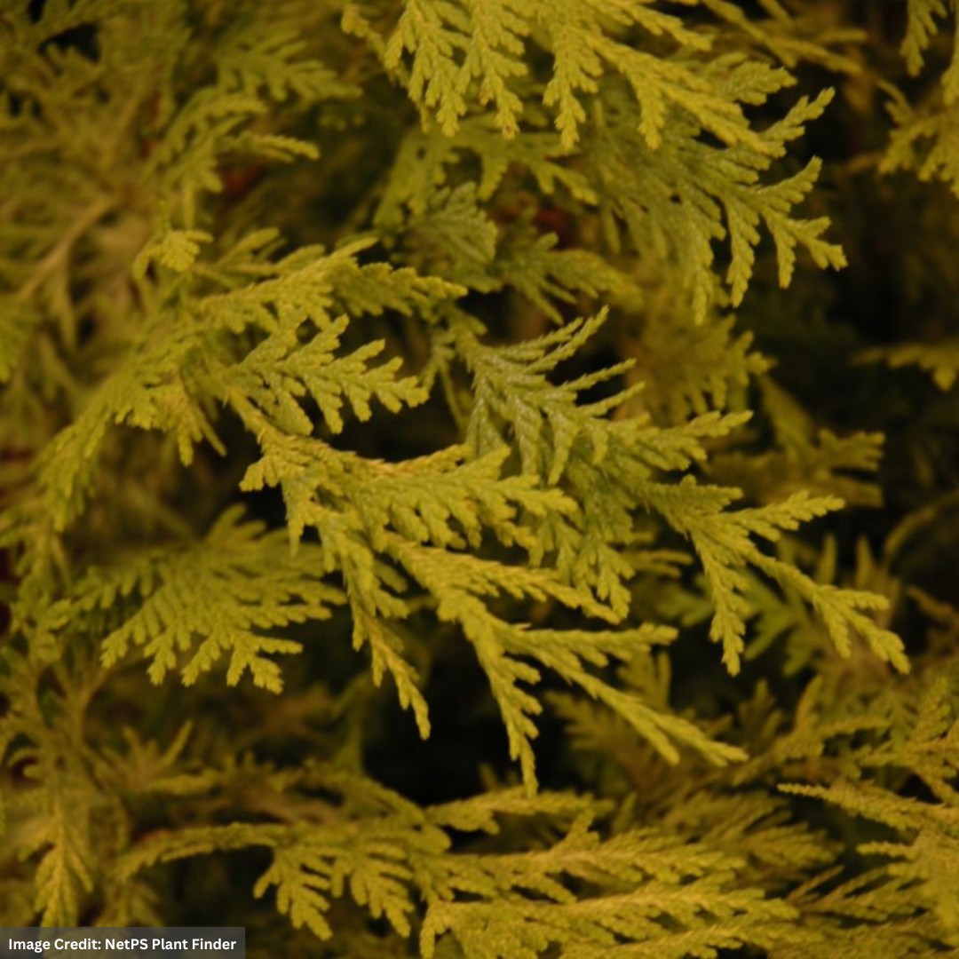 Falsecypress – Dwarf Vintage Gold – #2 Container
